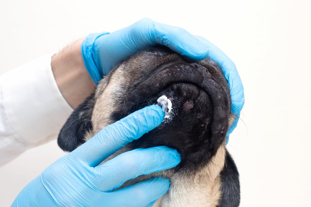 Veterinarian applies ointment to dog's skin