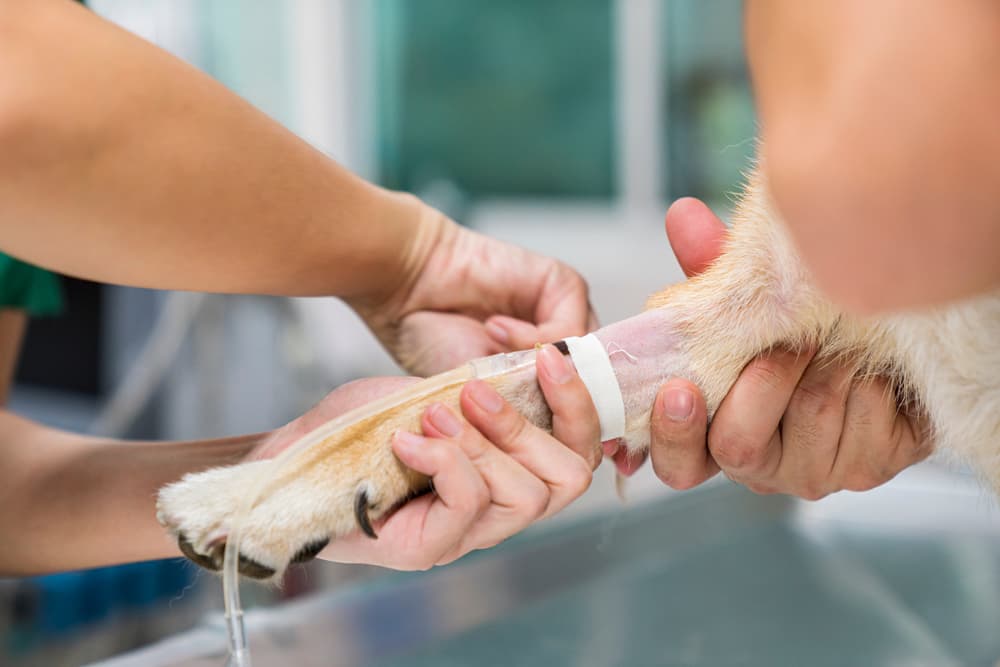 Dog getting intravenous medication