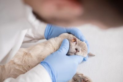 Horner’s Syndrome in Cats