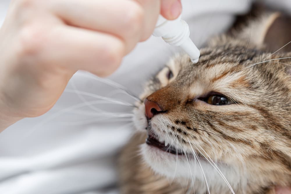 Cat owner administering eye drops to their pet