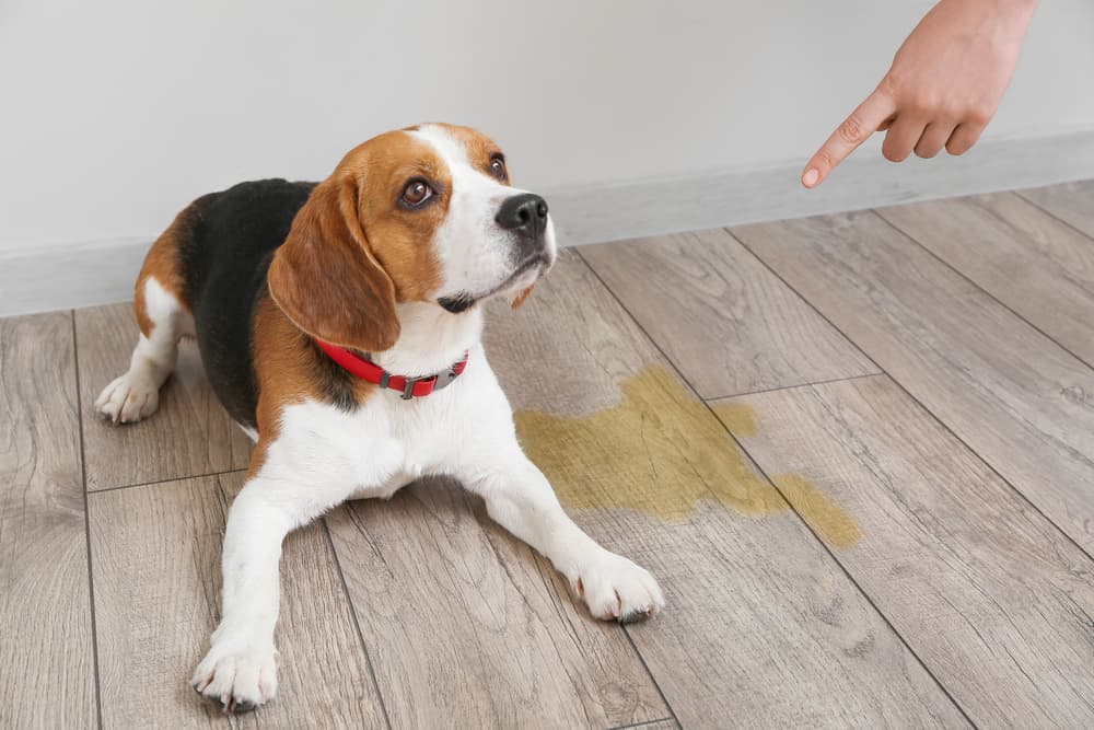 dog peeing in house