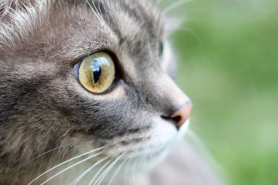 Glaucoma in Cats