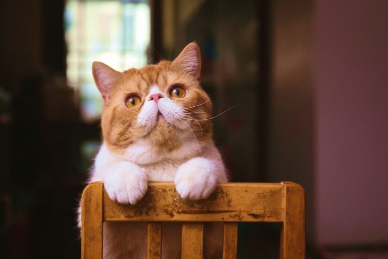 Curious cat on chair