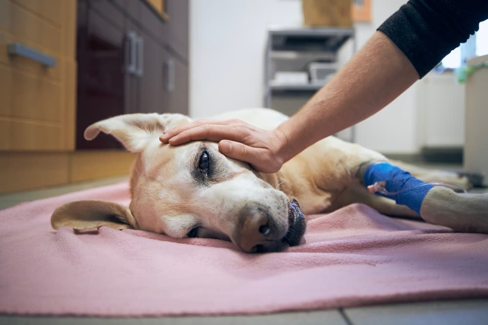 old dog getting vet care