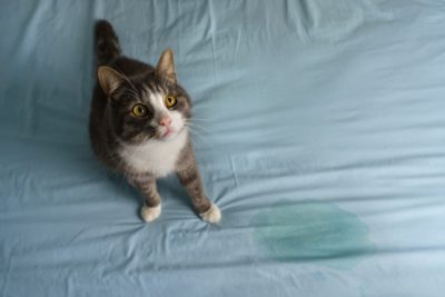 Incontinence in Cats