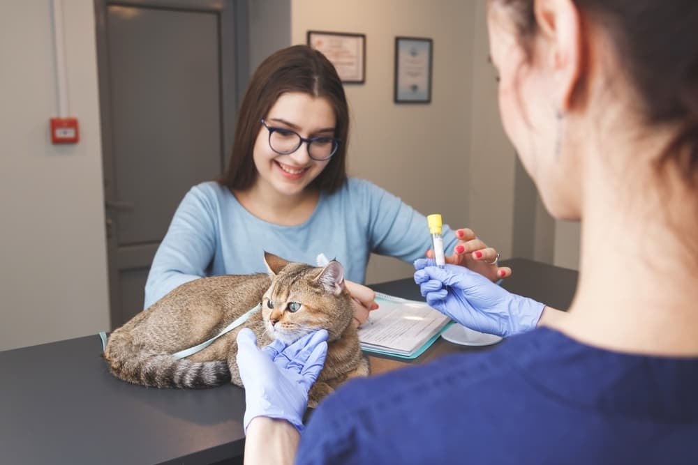 Woman with cat at vet