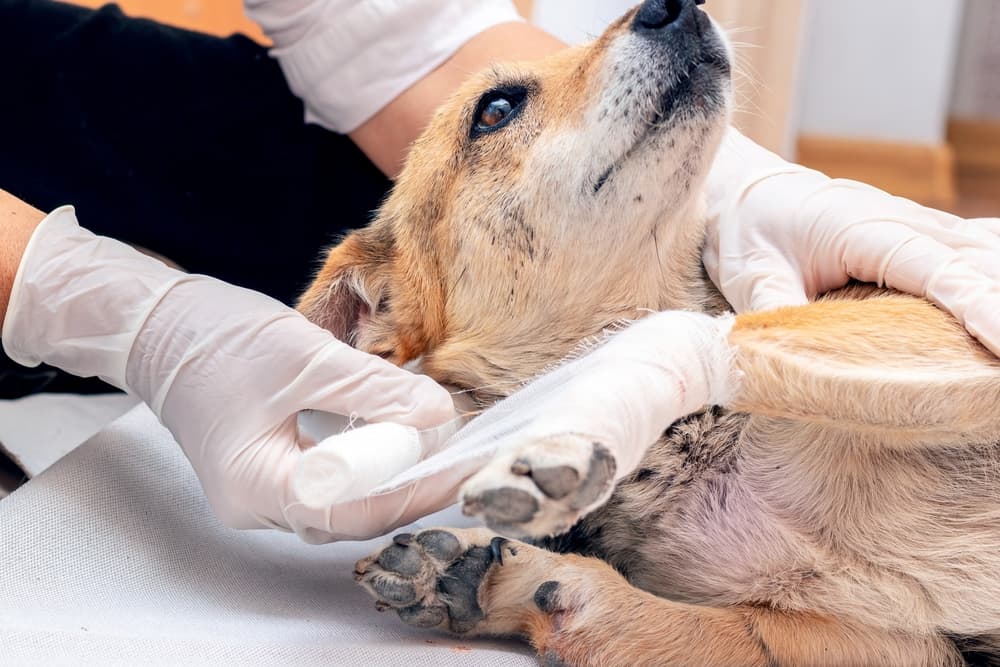 Dog getting vet care