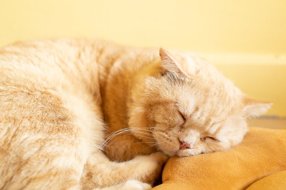 Orange cat sleeping