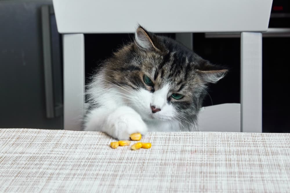 Cat pawing at corn on table