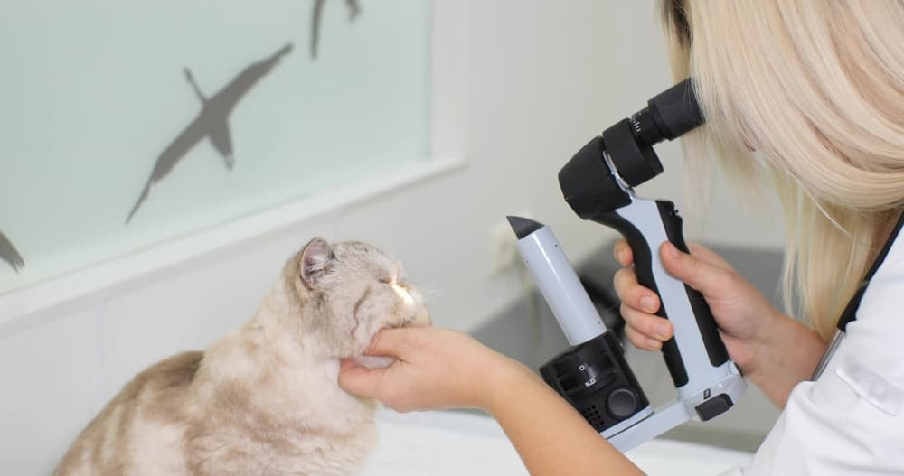 Veterinarian examines a cat's eyes