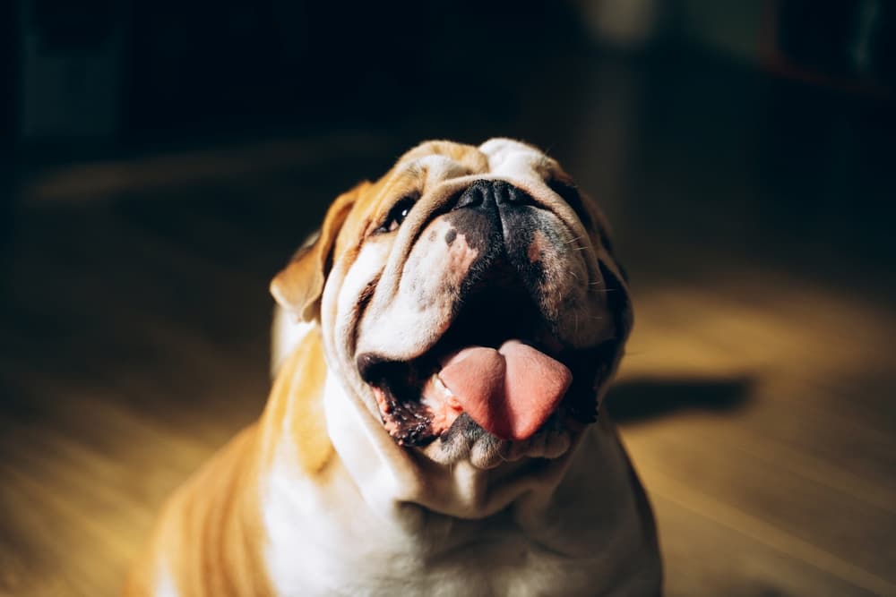 English Bulldog sticking out tongue