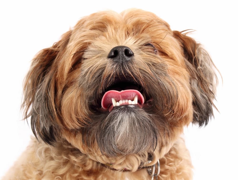 Dog panting with mouth open