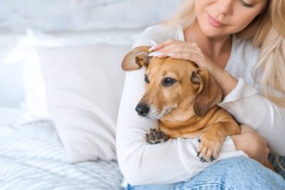 Elevated Liver Enzymes in Dogs: Causes and What It Means
