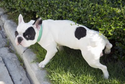 8 Dog UTI Symptoms You Shouldn’t Ignore