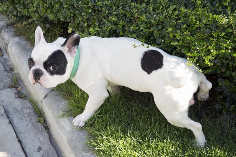 French Bulldog urinating outside