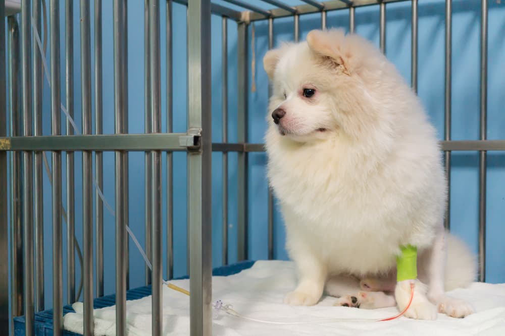 Dog getting intravenous fluids