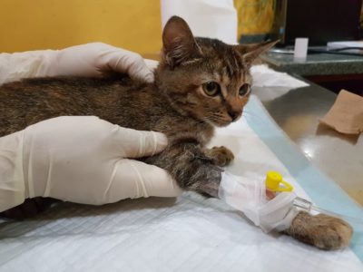 Chemotherapy for Cats: What to Expect