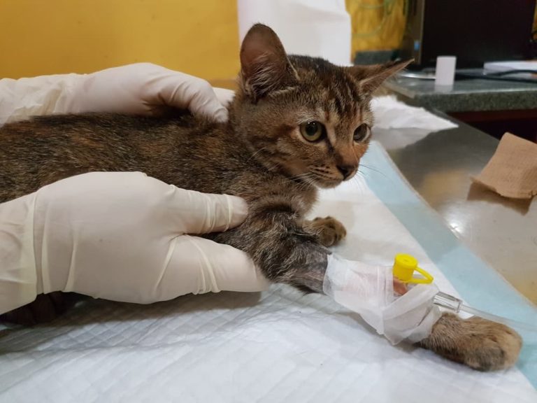 cat getting chemotherapy