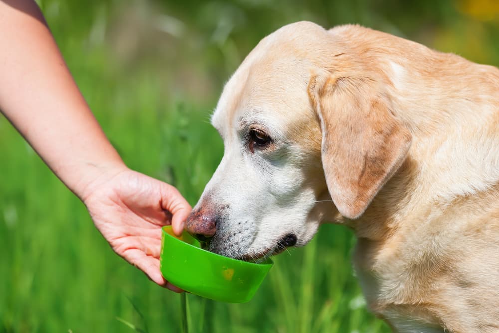 Dog drinking a lot