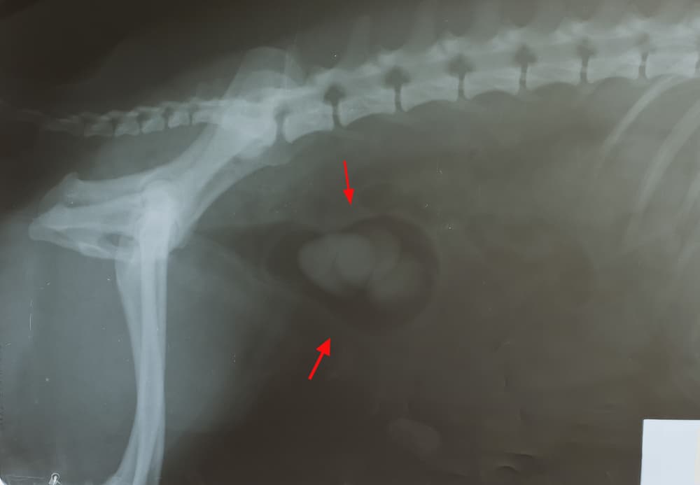x-ray of dog bladder stones