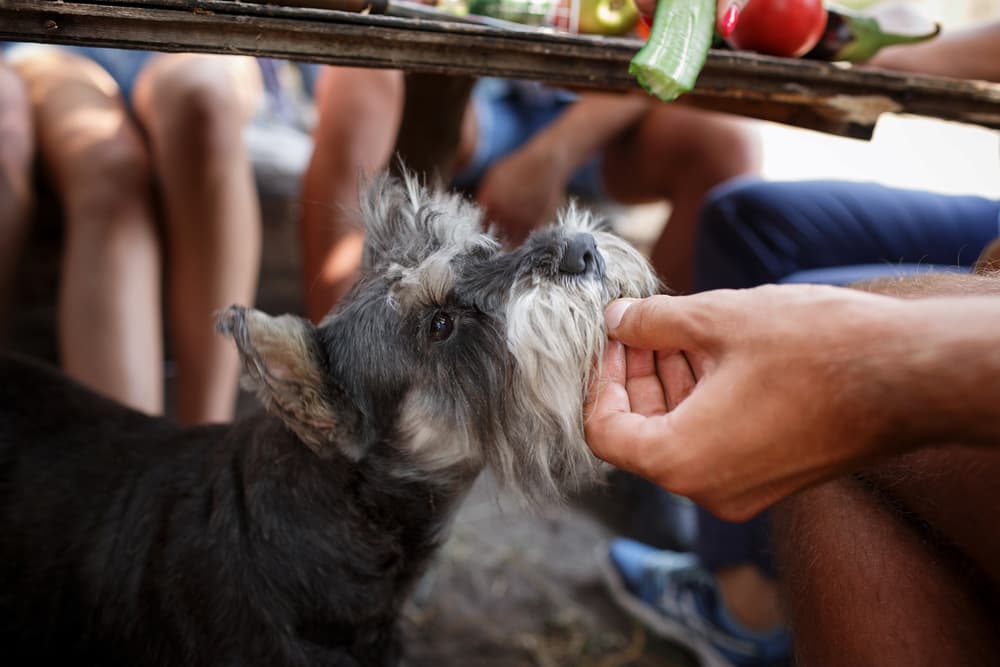 Mini Schnauzer begging at table