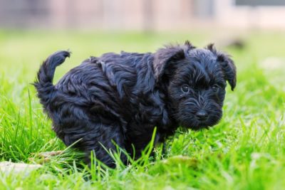 Giardia in Dogs