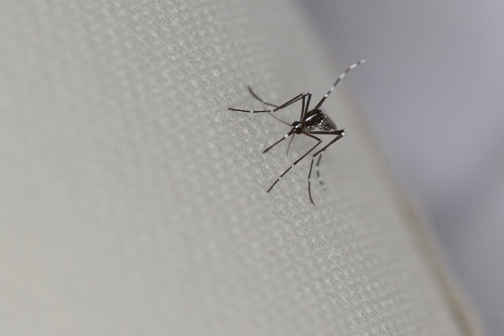 Closeup of a mosquito
