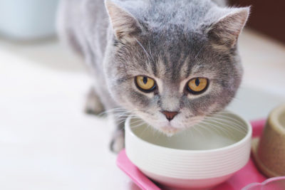 5 Symptoms of Hyperthyroidism in Cats