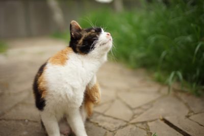 Tresaderm for Cats