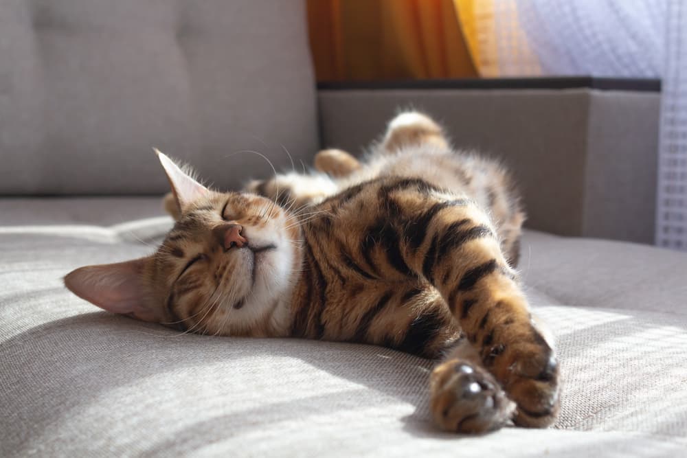 Dog sleeping at home stretching arms out