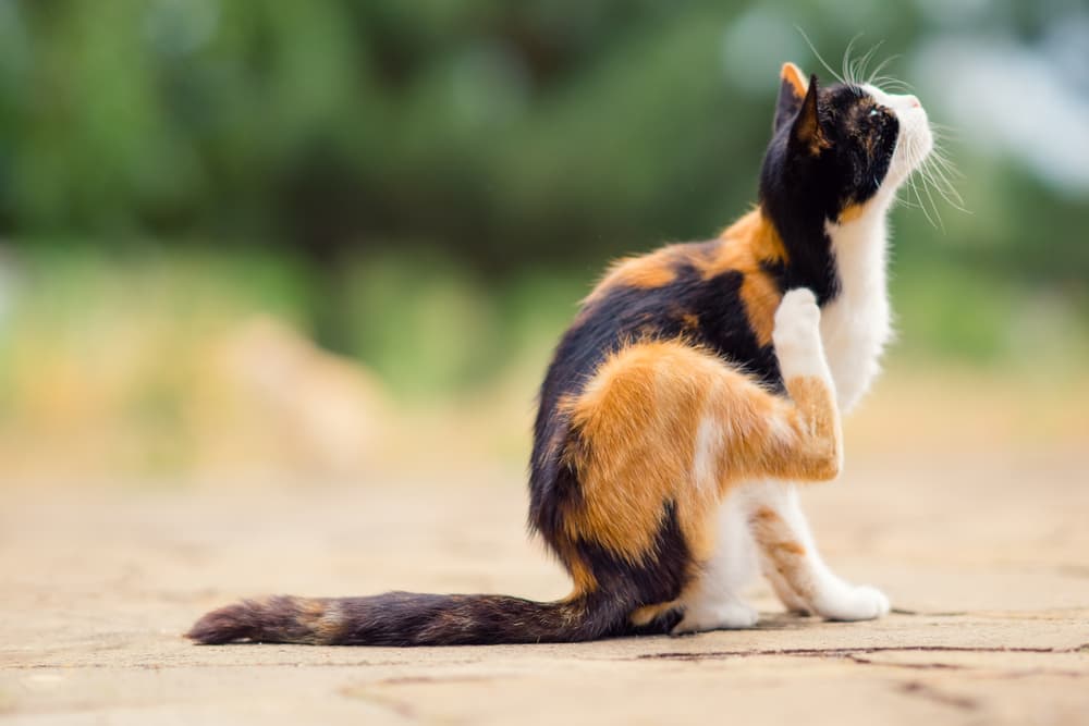 Cat scratching ears