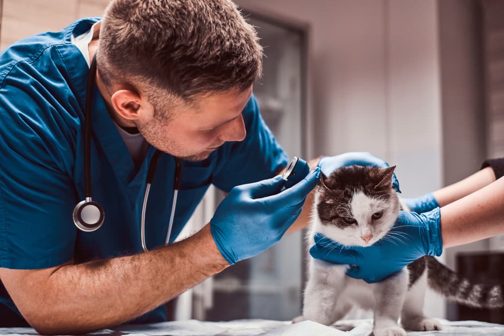 vet giving cat ear drops