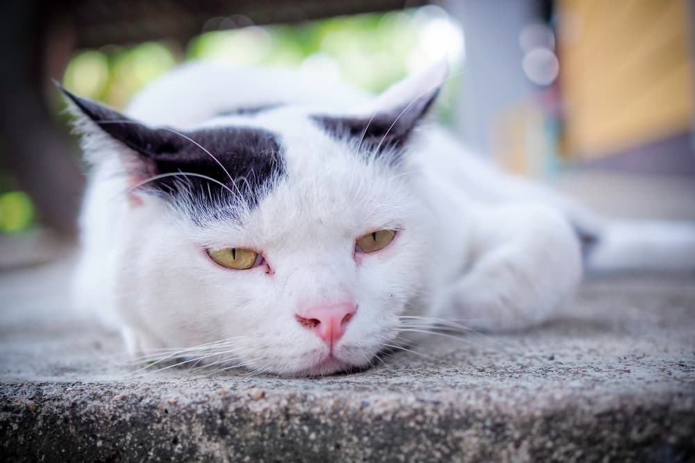 Cat sleeping on rock