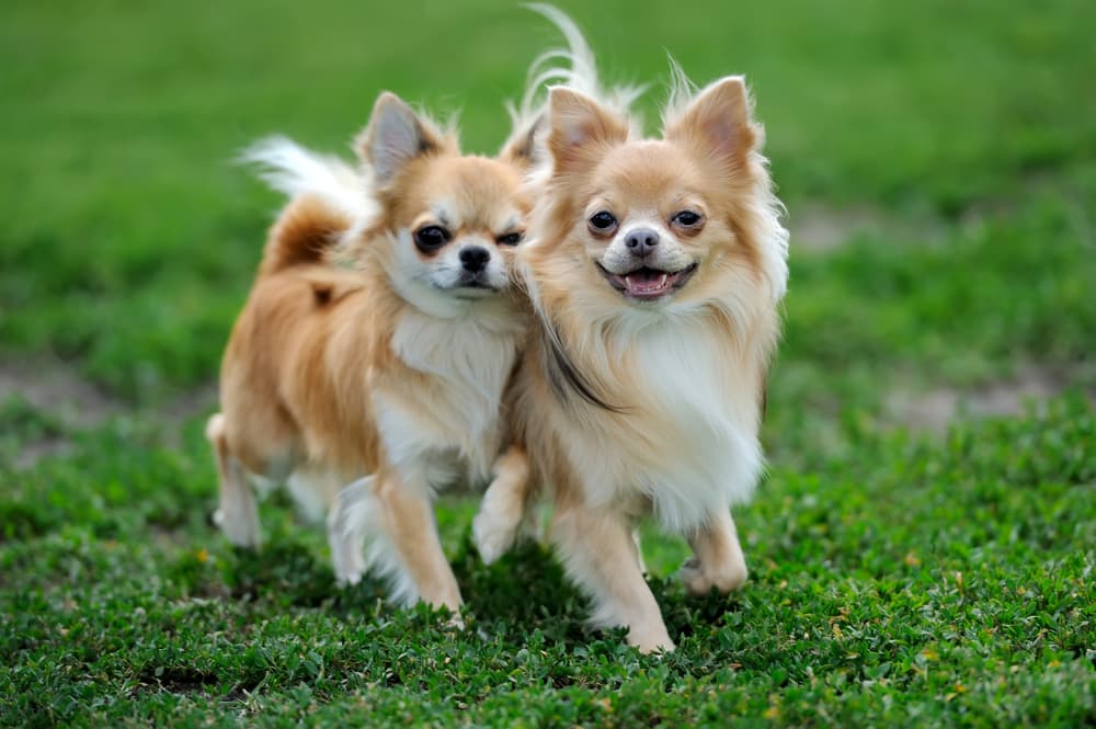 Two chihuahuas outside running