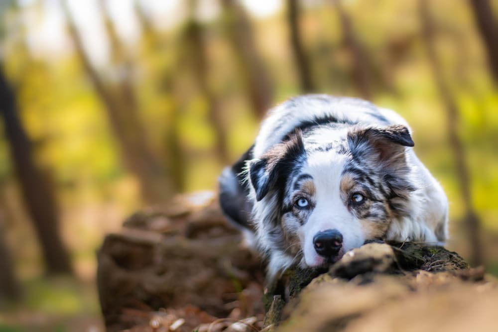 Australian Shepherd dog in the forest