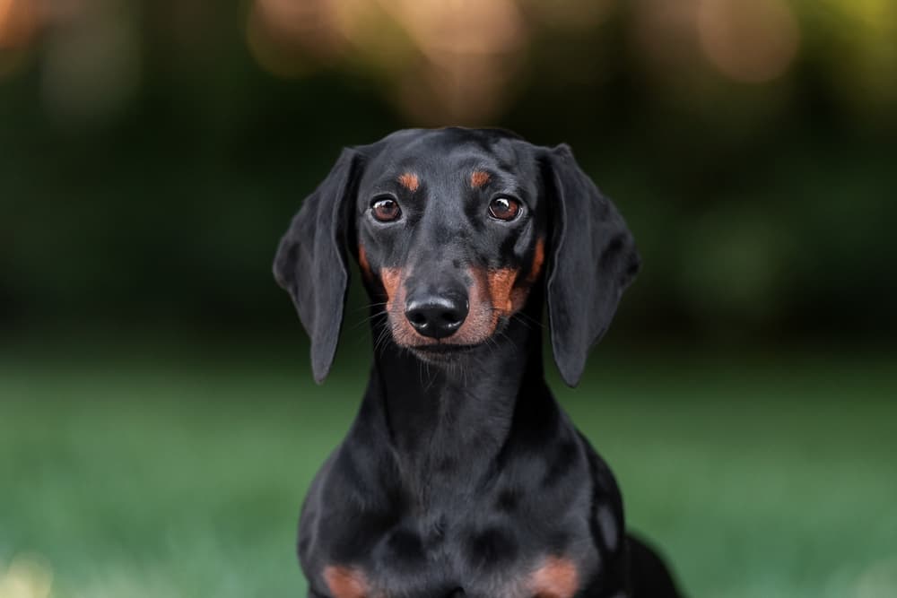 Dachshund puppy outside