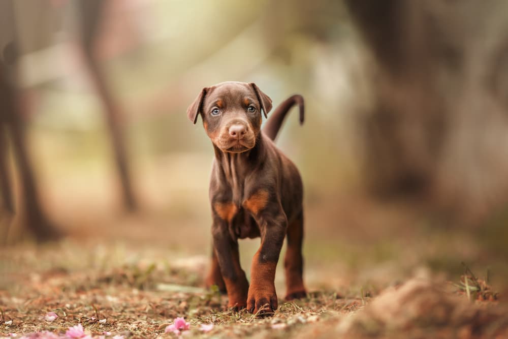 Doberman puppy in the woods