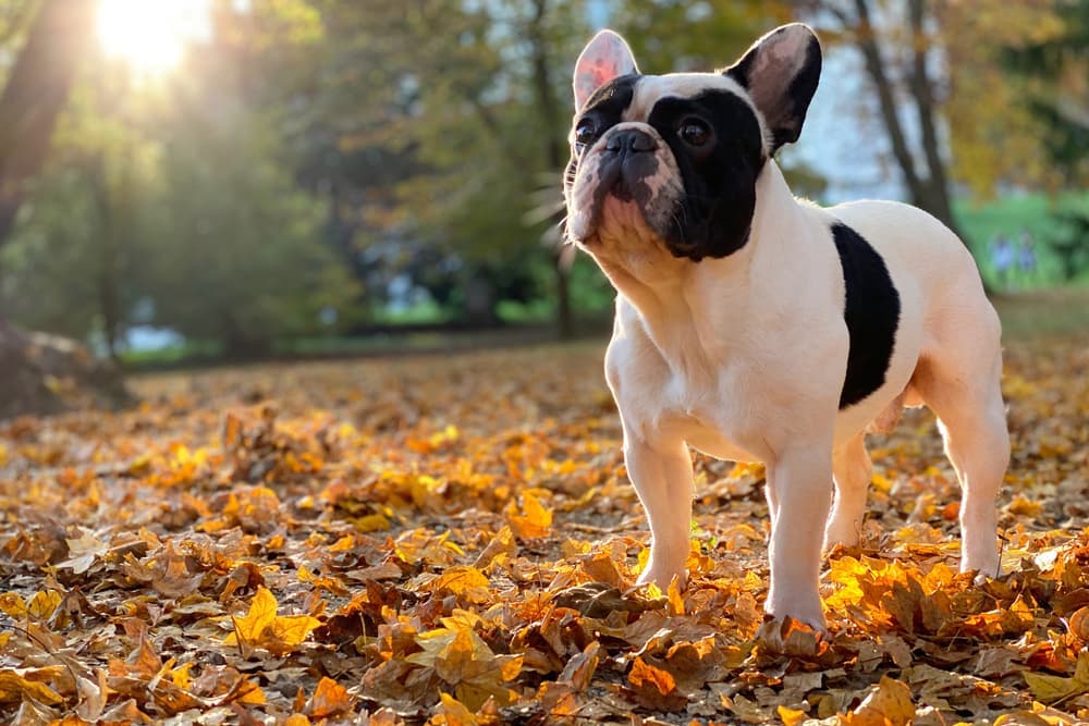 French Bulldog walking in the meadow