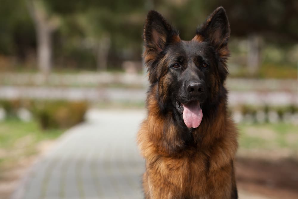 German Shepherd dog on a walk