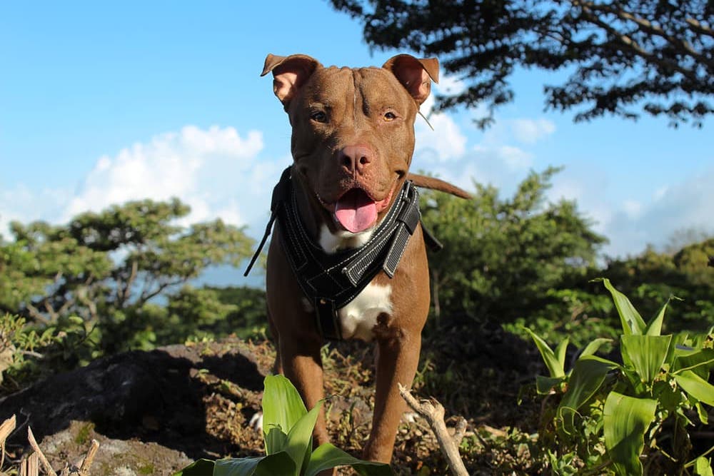 Pit bull on a hike