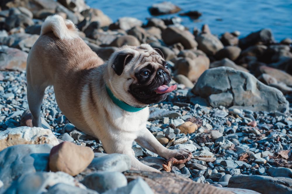 Pug dog stretching