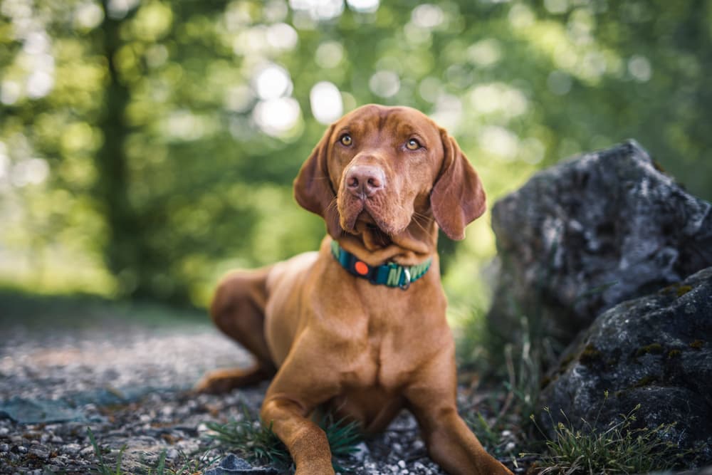 Vizsla dog puppy on a hike