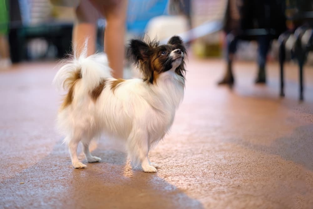 Velcro dog Papillon dog at home
