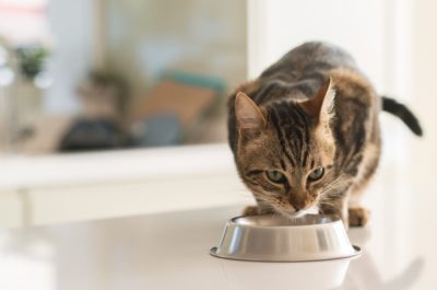 Hill’s Science Diet Dry Cat Food Review: Nutrition That Fits Your Feline