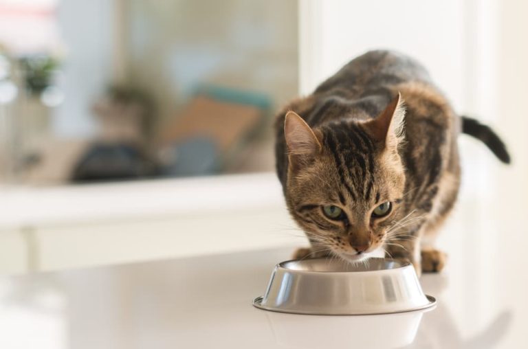 Cat eating from bowl
