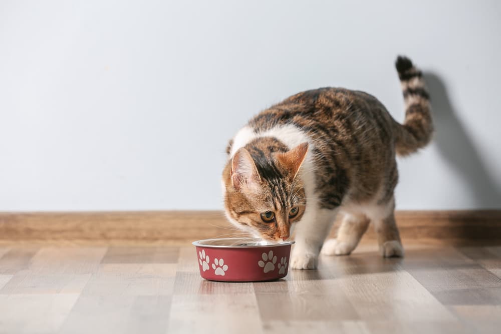 Cat eating from bowl happily
