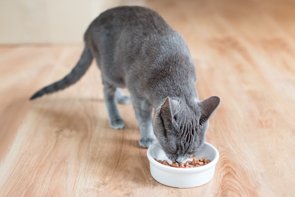 Cat eating from a bowl