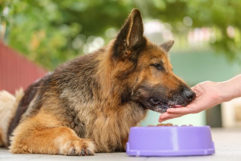 Dog eating from bowl
