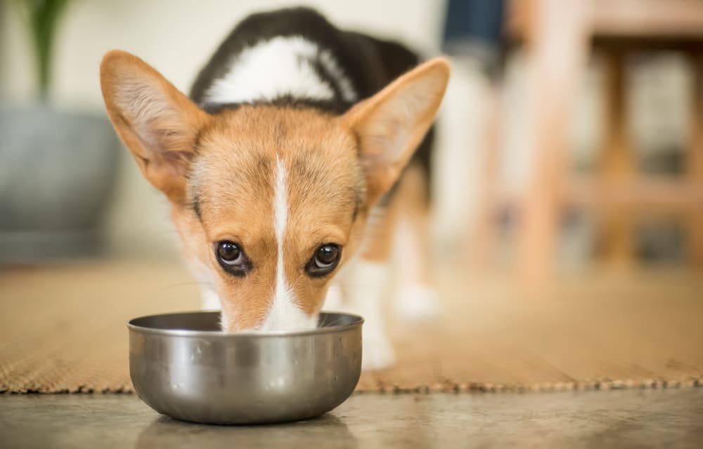 Dog eating from bowl