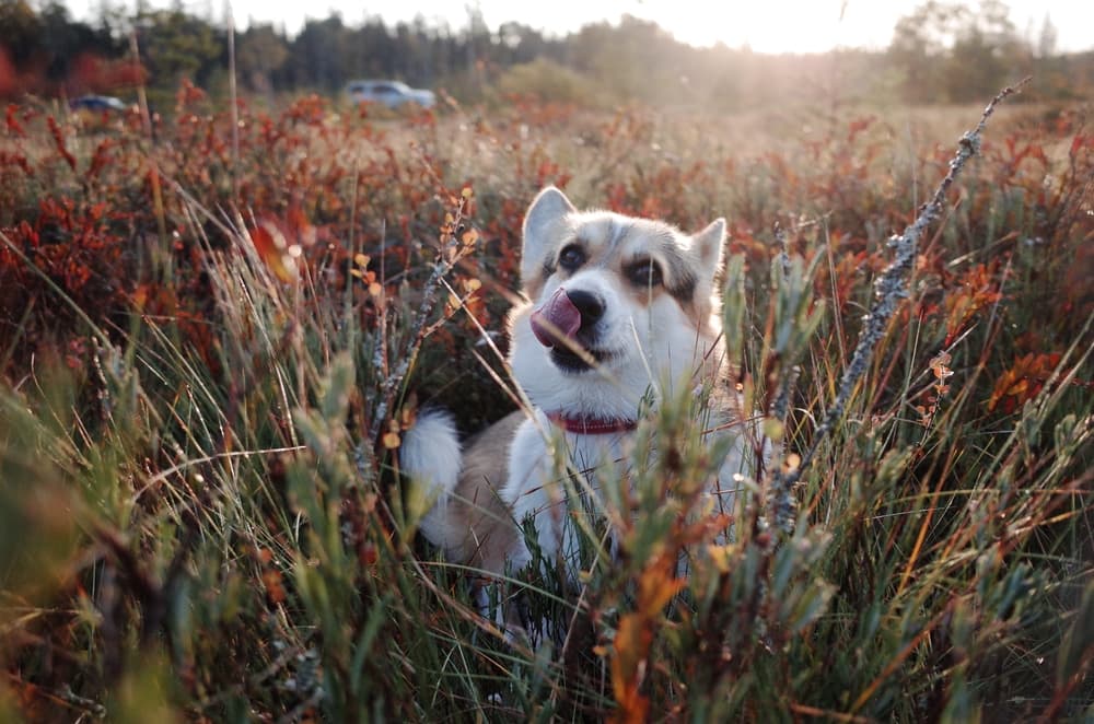 Dog licking lips hungry